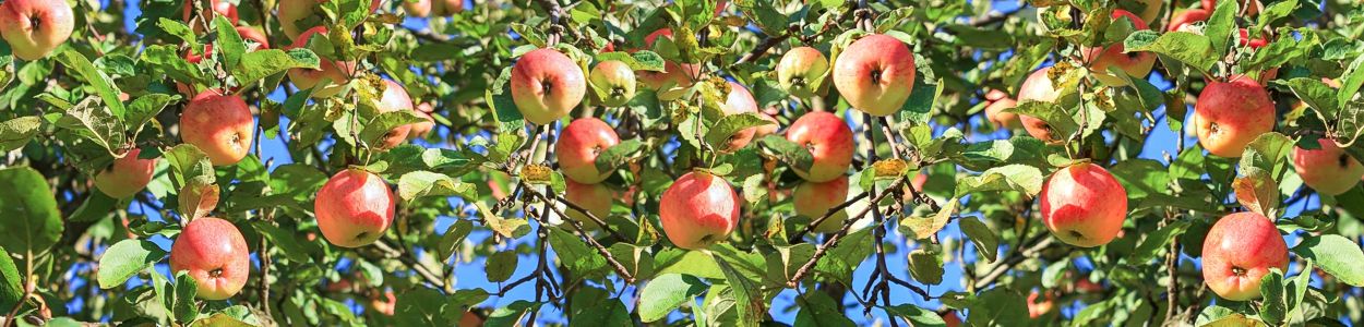 Harvesting apples for cider