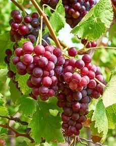 Grapes to harvest