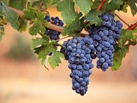 Grapes to harvest for wine