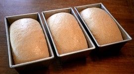 Bread dough made with organic hard white wheat Bread dough made with organic hard white wheat