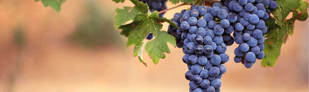 Wine Presses 葡萄酒按